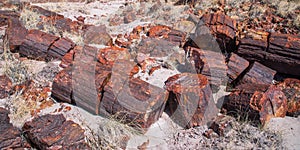 Petrified Wood photo