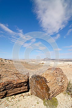 Petrified Woods in Patagonia