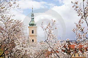 Petrin hill, cherry apple blossom, Tower of catholic Church of Our Lady Victorious and The Infant Jesus in Mala Strana, spring