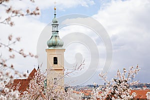 Petrin hill, cherry apple blossom, Tower of catholic Church of Our Lady Victorious and The Infant Jesus in Mala Strana, spring