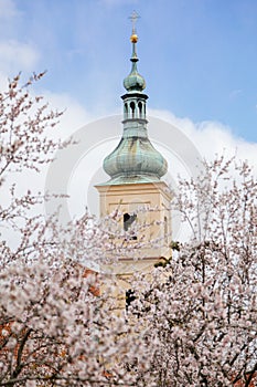 Petrin hill, cherry apple blossom, Tower of catholic Church of Our Lady Victorious and The Infant Jesus in Mala Strana, spring