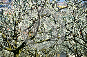 Petrin park and its cherry trees, Prague