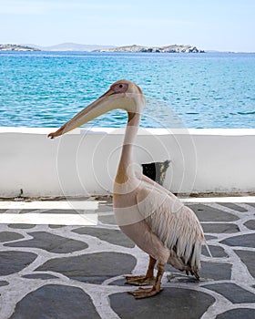 Petro - the Pelican