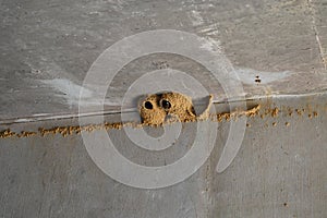 Petrochelidon Pyrrhonota Hirundinidae Cliff Swallow bird nests found under an overpass of a highway photo