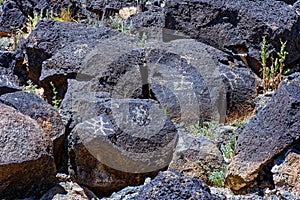 Petroglyphs in Piedras Marcadas Canyon, Petroglyph National Monument, Albuquerque, NM.