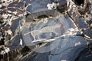 Petroglyphs in Uzbekistan