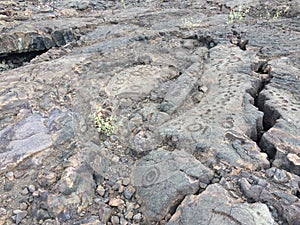 Petroglyphs at Waikoloa Petroglyph Reserve in Hawaii.