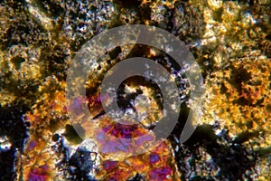 Petrographic thin section of the meteorite NWA 6870 under the microscope