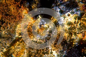 Petrographic thin section of the meteorite NWA 6870 under the microscope