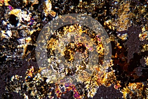 Petrographic thin section of the meteorite NWA 6870 under the microscope