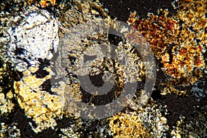 Petrographic thin section of the meteorite NWA 6870 under the microscope