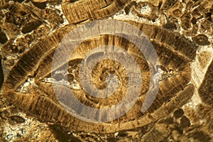 Thin section of Nummulite limestone under the microscope