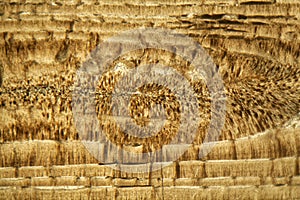 Thin section of Nummulite limestone under the microscope