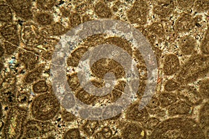 Thin section of Paleozoic limestone under the microscope