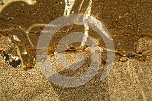 Thin section of Triassic carbonate under the microscope