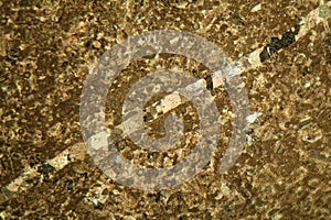 Thin section of limestone under the microscope