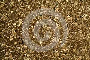 Thin section of limestone under the microscope