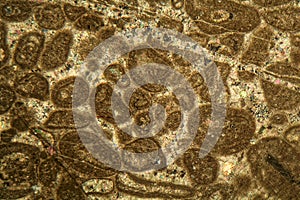 Thin section of Paleozoic limestone under the microscope