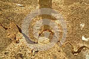 Thin section of Triassic carbonate under the microscope