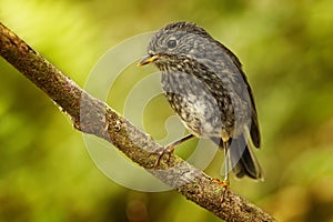 Petroica longipes - North Island Robin - toutouwai - endemic New Zealand forest bird sitting on the branch in the forest