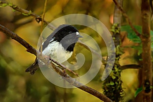 Petroica macrocephala toitoi - North Island Tomtit - miromiro