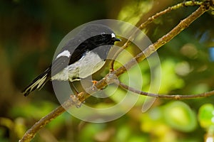 Petroica macrocephala toitoi - North Island Tomtit - miromiro endemic New Zealand forest bird sitting on the branch in the forest