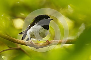 Petroica macrocephala toitoi - North Island Tomtit - miromiro endemic New Zealand forest bird sitting on the branch in the forest