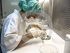 Researcher performs an analysis of plants and fungi in a semi-arid Embrapa laboratory, Brazilian Agricultural Research Corporation