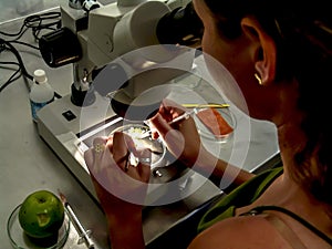 Researcher performs an analysis of plants and fungi in a semi-arid Embrapa laboratory, Brazilian Agricultural Research Corporation