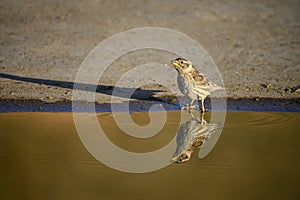 Petronia petronia - The howler sparrow is a species of passerine bird in the Passeridae family photo