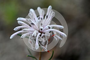 Petrophile linearis pixie mops wildflower photo