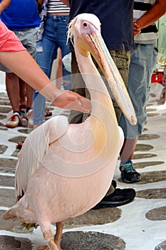 Petros the pelican, Mykonos