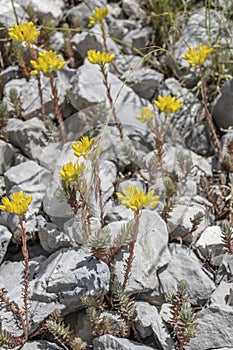 Petrosedum monutanum flower at Terminillo mountain range, Italy