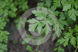 Petroselinum crispum, biennial herb. Popular cooking seasoning