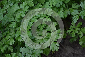 Petroselinum crispum, biennial herb. Popular cooking seasoning