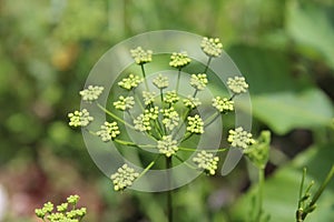 Petroselinum crispum commonly parsley in blossom, from my organic garden. Macro photography, herb, spice