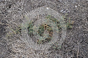 Petrosimonia brachiata, Chenopodiaceae