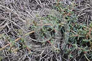 Petrosimonia brachiata, Chenopodiaceae