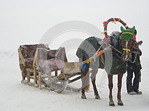 Petrozavodsk, Russia, January 1, 2020. A horse with a cart goes through the snow. Snowstorm and wind swirl snowflakes. The owner