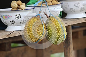 Petruk durian which has the Latin name Durio zybethinus cultivar