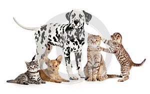 Pets animals group collage for veterinary or petshop