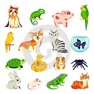 Pets animals set. Vector flat cartoon illustrations. Exotic domestic animal, birds and reptiles