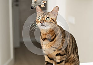 Pets. A beautiful Bengal cat actively plays with a toy gray plush mouse. Hunting for a mouse. Close-up.