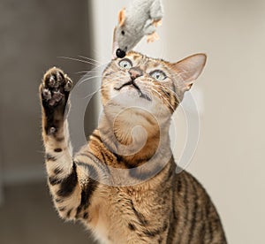 Pets. A beautiful Bengal cat actively plays with a toy gray plush mouse. Hunting for a mouse. Close-up.