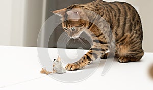 Pets. A beautiful Bengal cat actively plays with a toy gray plush mouse. Hunting for a mouse. Close-up.