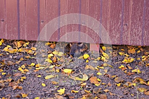 An interesting photo of a dog, a dog`s nose under a brown metal fence with yellow leaves.