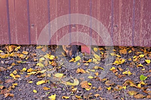 An interesting photo of a dog, a dog`s nose under a brown metal fence with yellow leaves.