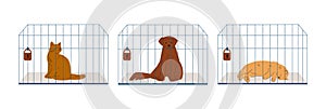 Pets in cages. Homeless dog and cats, adopting concept. Animals waiting owners, cute kitten and puppy flat vector