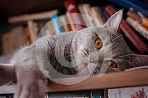 Pets: the cat plays on the shelf with books.