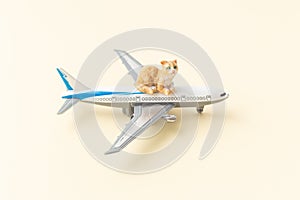 Pets cats shipping concept by airplane